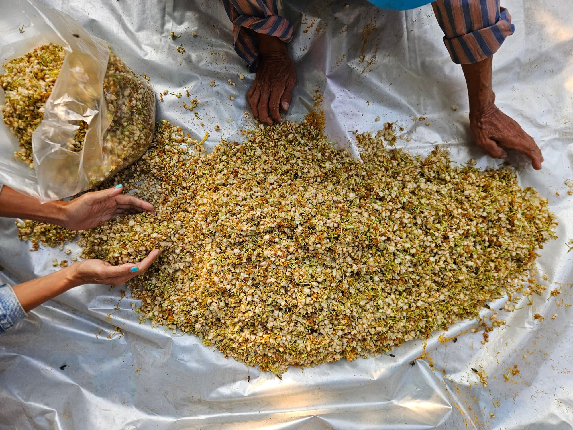 LOSIAM team member holding fresh Saraphi (Mammea siamensis) flowers during ethical harvest from Chiang Mai University campus