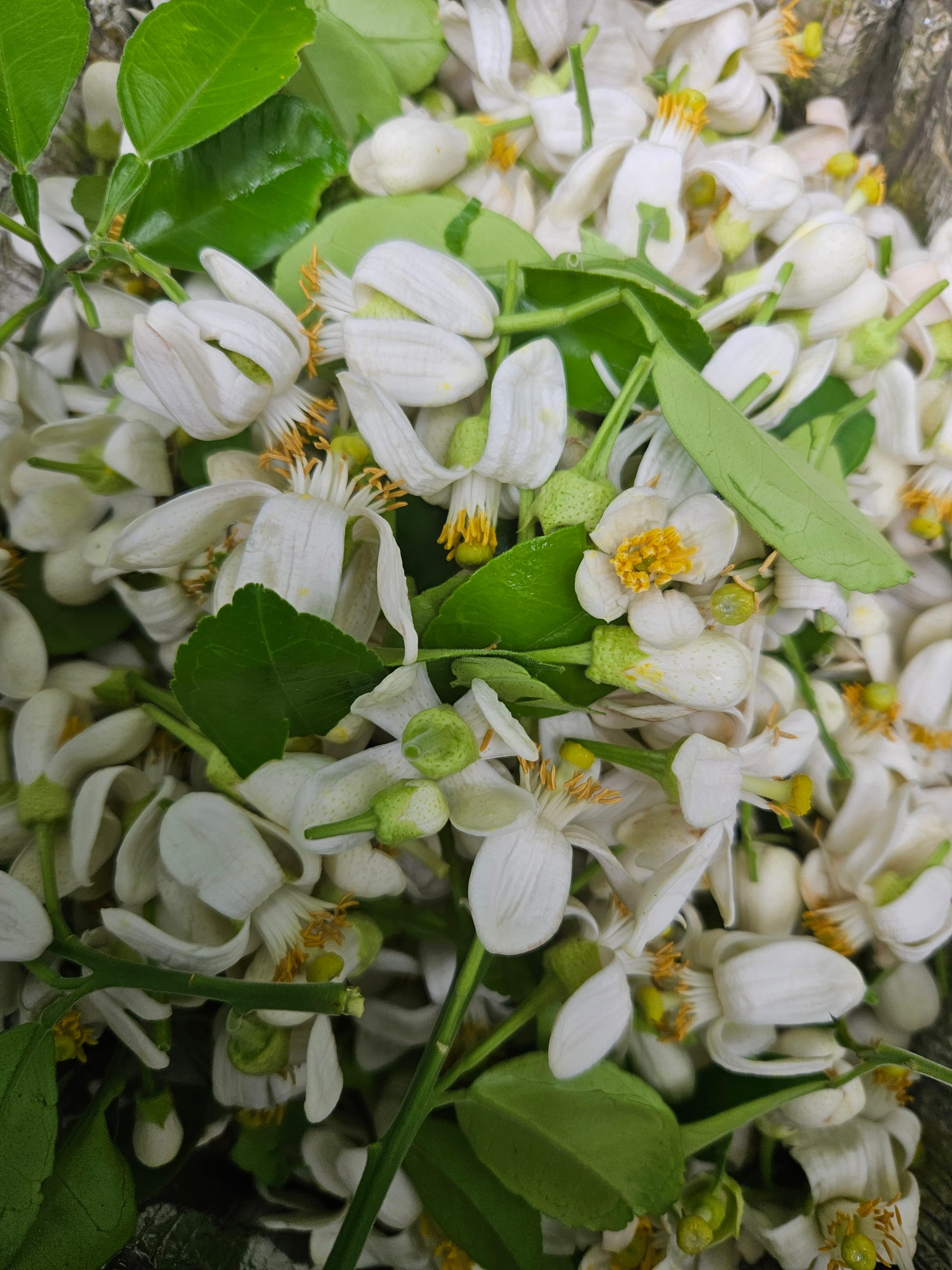 Close-up of pomelo blossoms and buds
