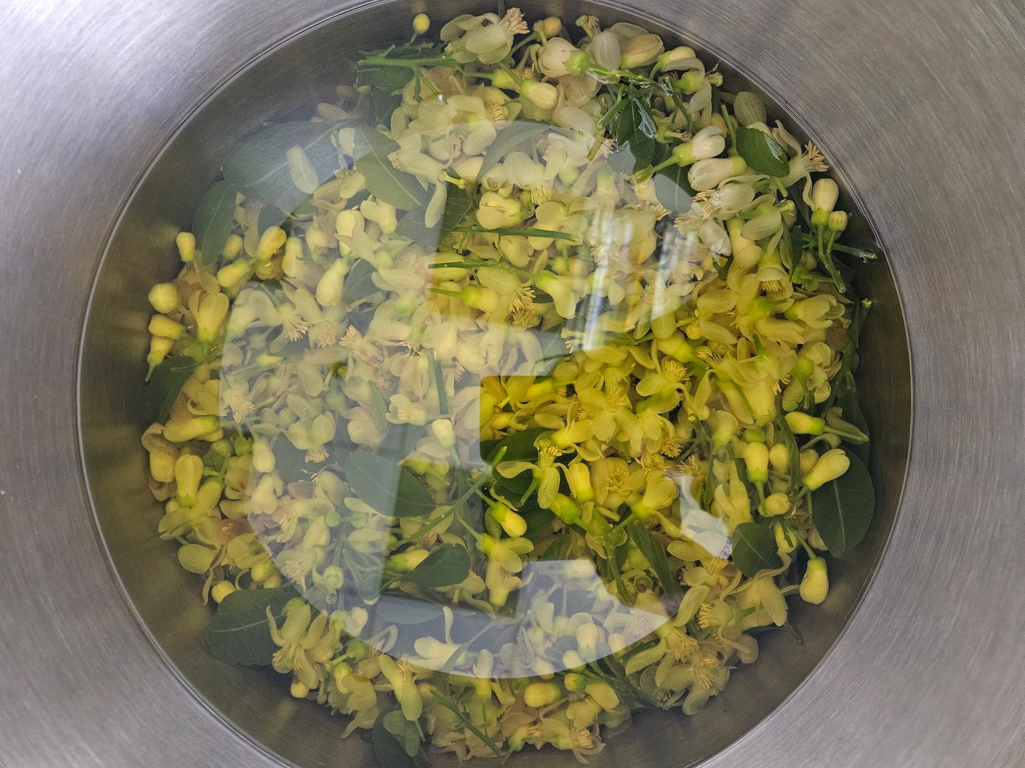 Fresh pomelo flowers macerating in hexane, the first step toward the concrete