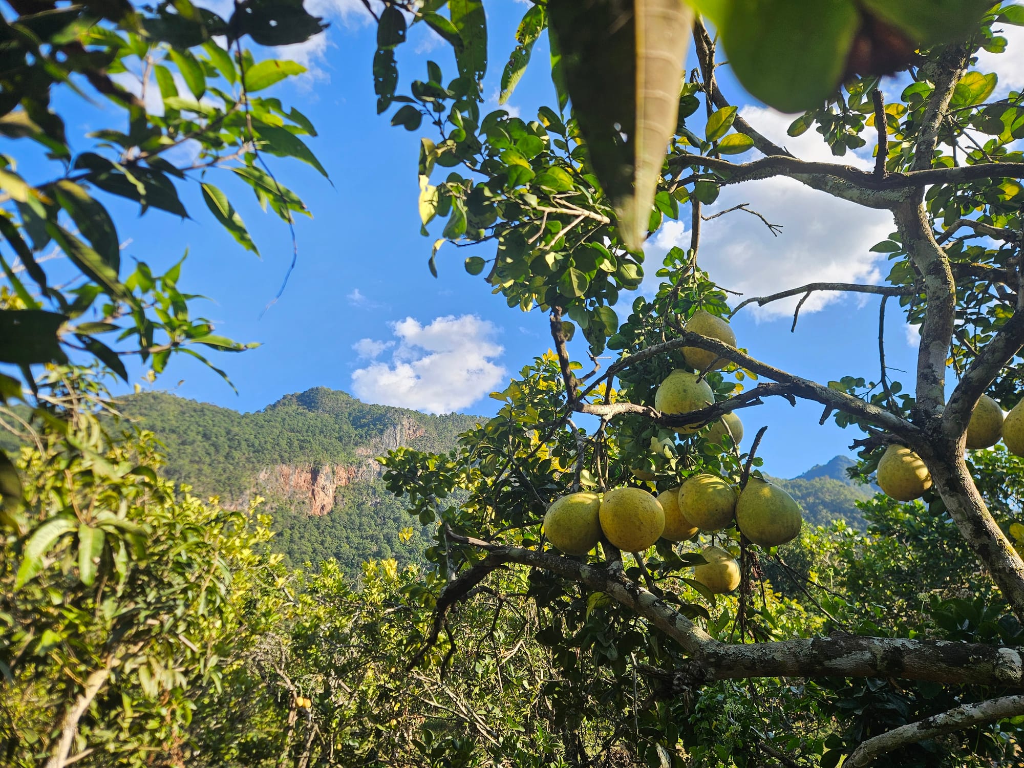 Pomelo orchard in Chiang Dao with the limestone massif of Doi Chiang Dao behind