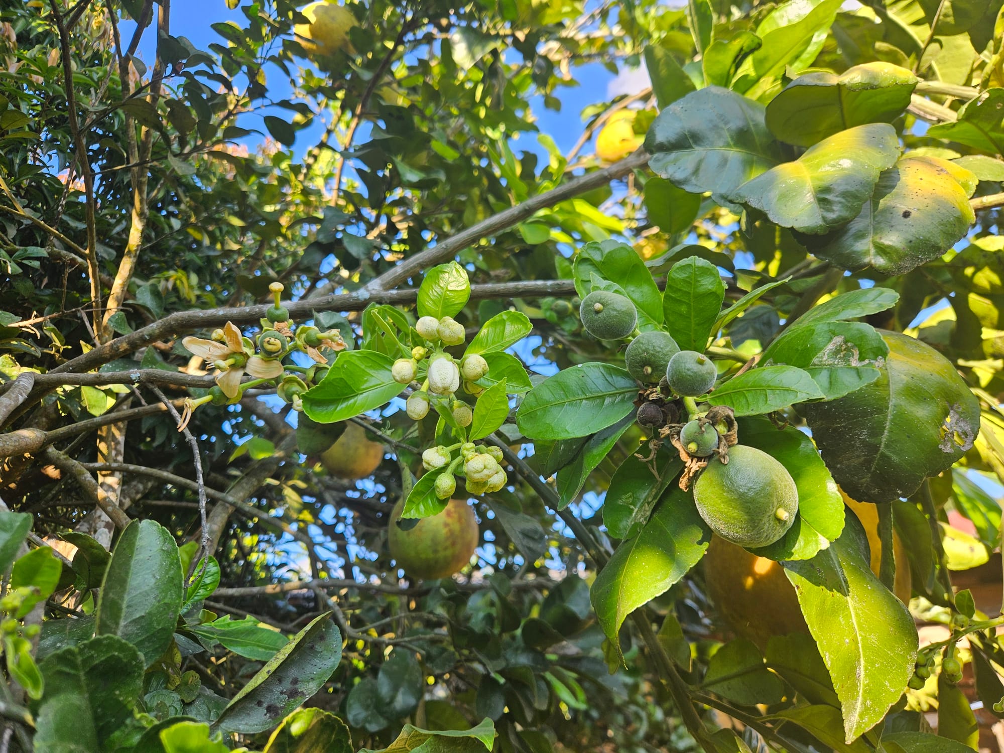 Pomelo trees bearing fruit in an orchard below Doi Chiang Dao