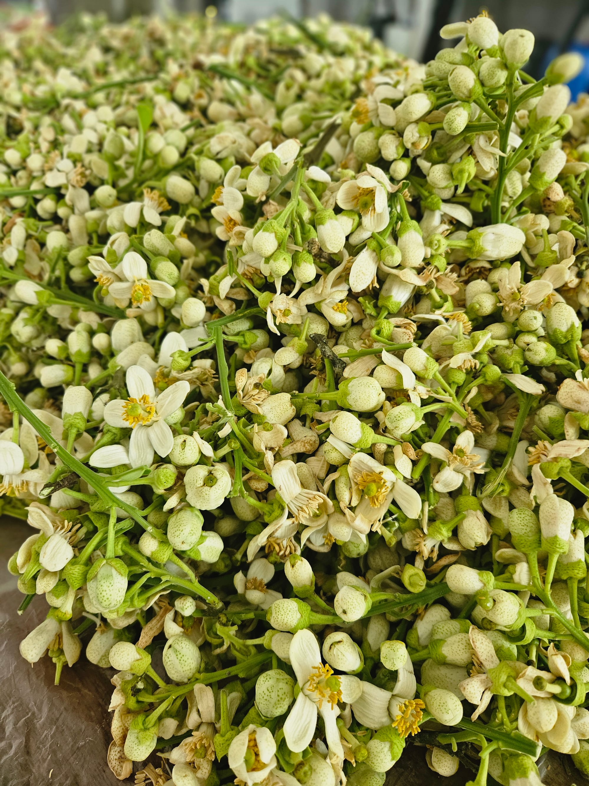A morning's harvest of fresh pomelo flowers and buds
