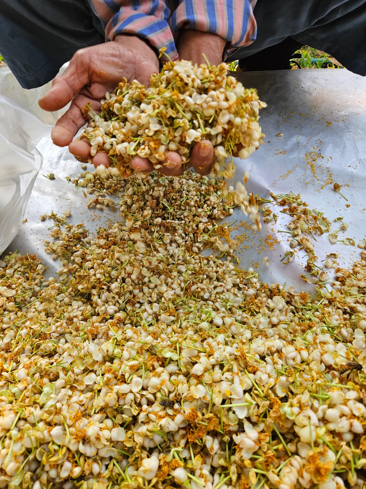 From Farm to Fragrance: How LOSiam Masters Ethical Sourcing in Chiang Mai's Luxurious Landscapes