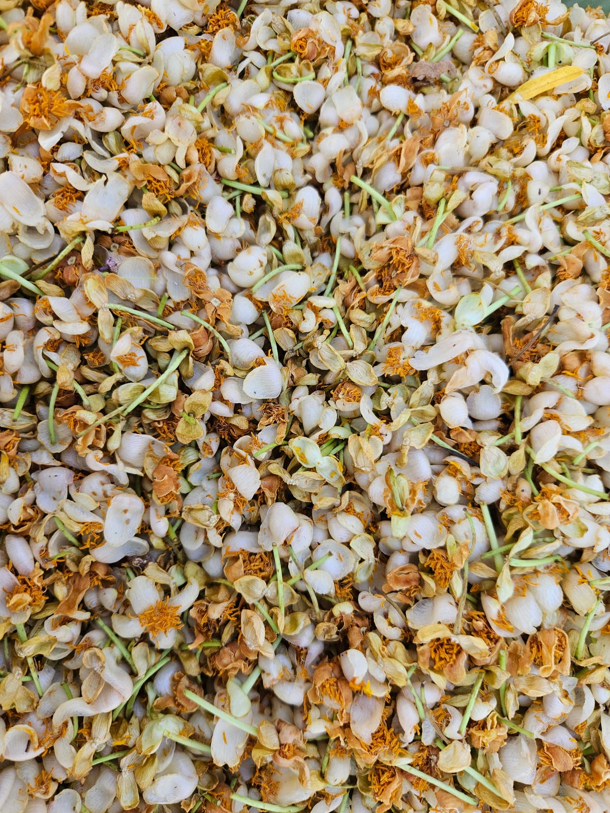 Rare Saraphi absolute, a jewel of Thai heritage: from Chiang Mai University Campus trees to luxe fragrance.