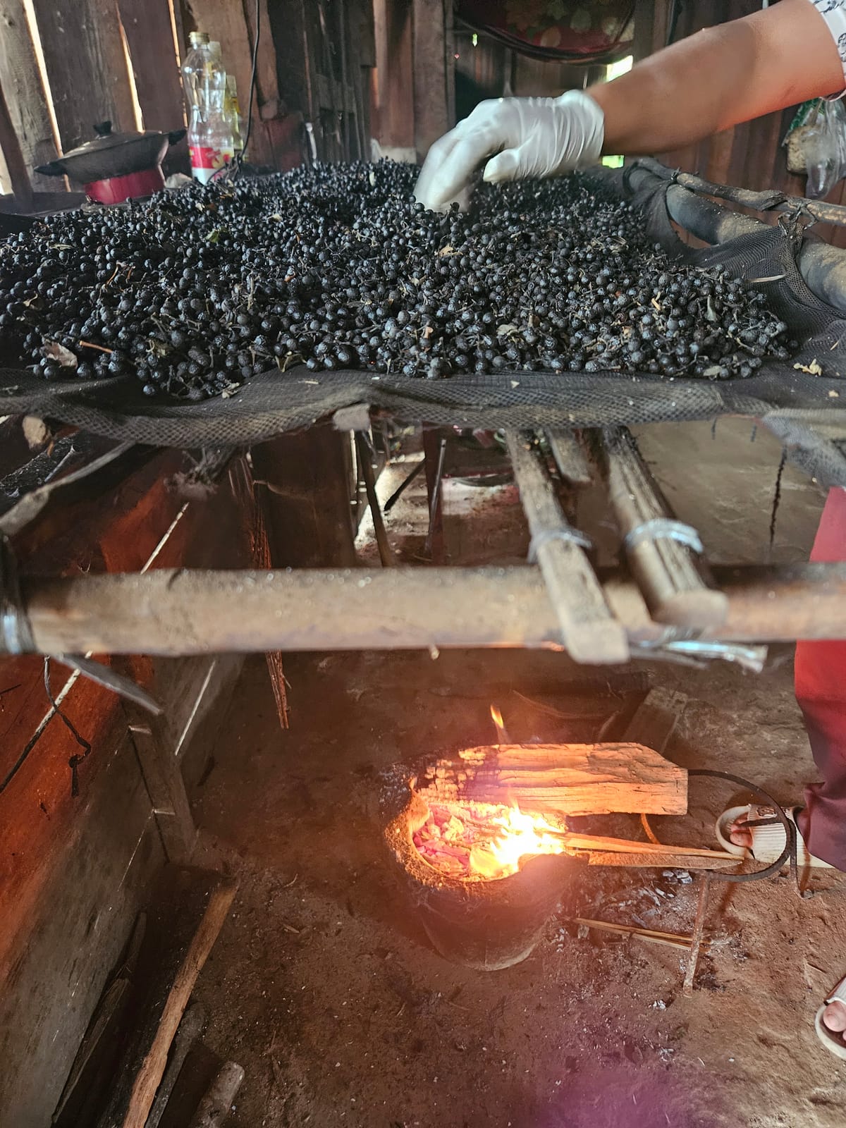 Smoke Before Scent: Inside the Sourcing of LOSiam's Aromatic Litsea Absolute