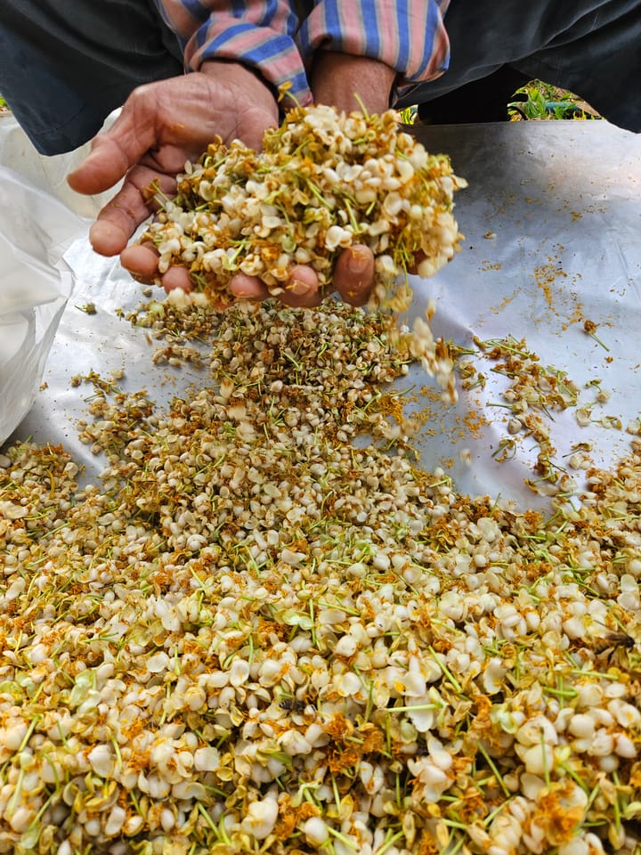 From Farm to Fragrance: How LOSiam Masters Ethical Sourcing in Chiang Mai's Luxurious Landscapes