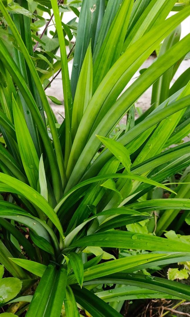 Fresh Pandan Leaf Absolute: Capturing the fleeting Rice aroma through gentle solvent mastery