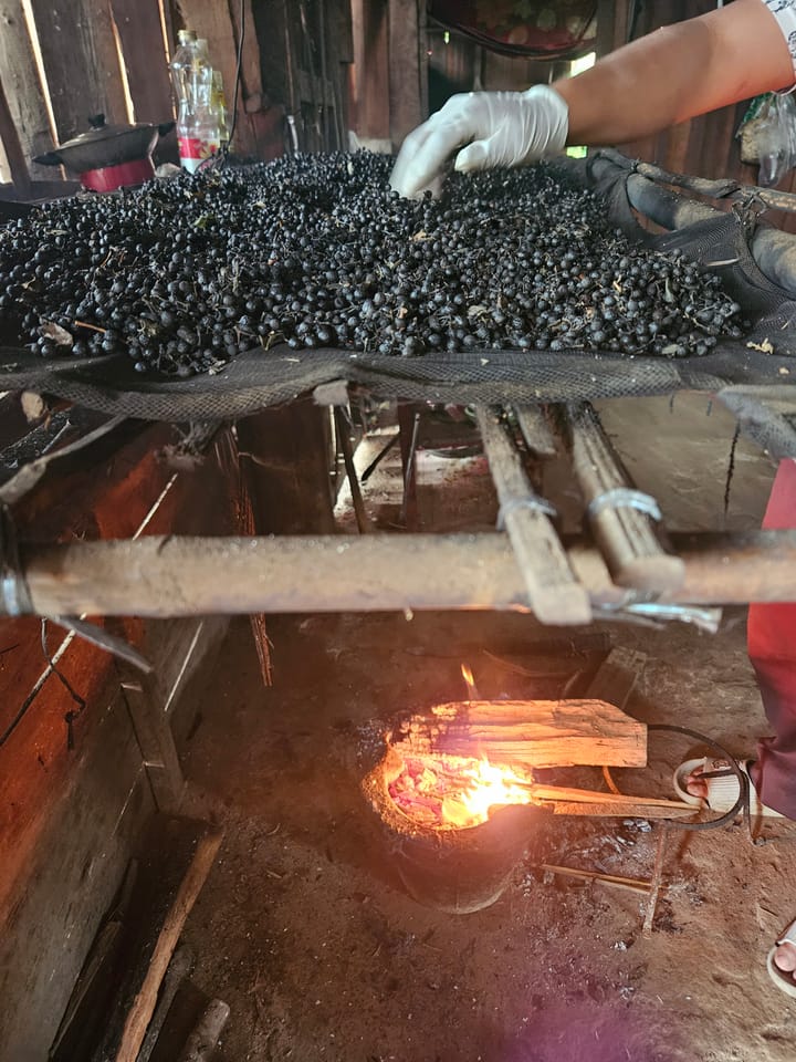 Smoke Before Scent: Inside the Sourcing of LOSiam's Aromatic Litsea Absolute