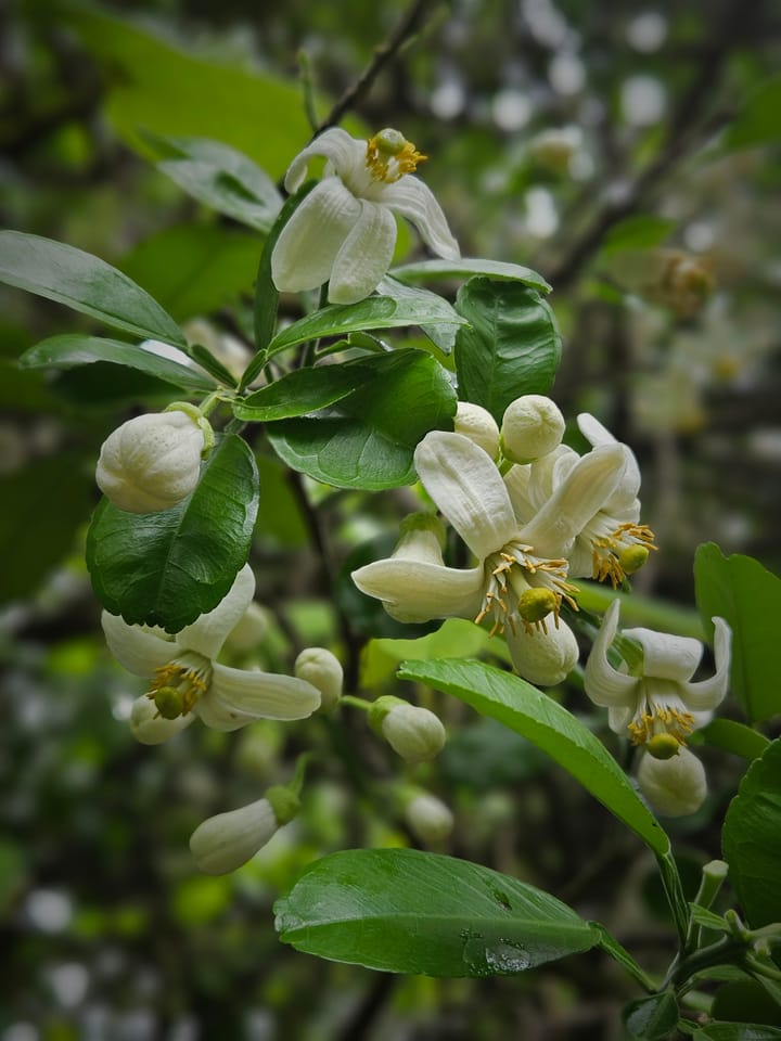 Fresh white pomelo flowers (Citrus maxima) hand-harvested in Chiang Dao, northern Thailand
