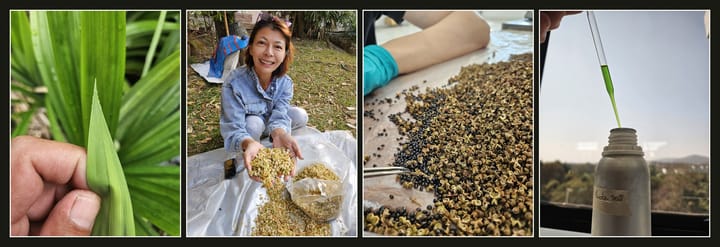 LOSiam's Chiang Mai: a fresh pandan leaf , Fresh Saraphi flowers, Jungle pepper and a tincture